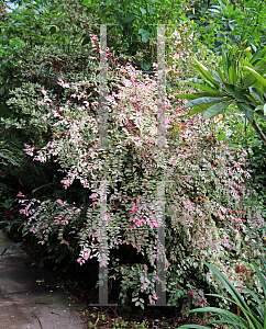 Picture of Breynia disticha 'Roseopicta'