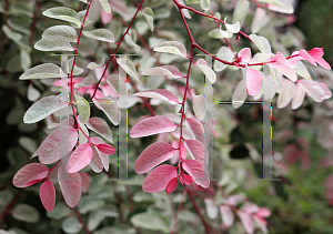 Picture of Breynia disticha 'Roseopicta'