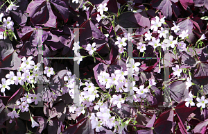 Picture of Oxalis triangularis 'Mike'