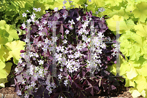 Picture of Oxalis triangularis 'Mike'