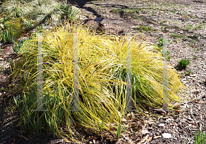 Picture of Carex oshimensis 'Everillo' (Evercolor)