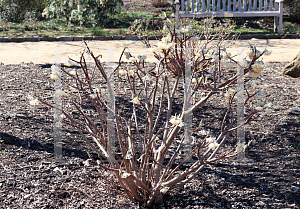 Picture of Edgeworthia chrysantha 'Nanjing Gold'