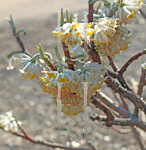 Picture of Edgeworthia chrysantha 'Nanjing Gold'