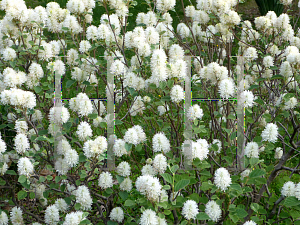 Picture of Fothergilla gardenii 'Blue Shadow'