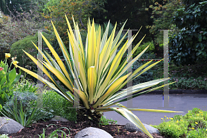 Picture of Furcraea foetida 'Mediopicta'