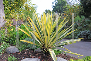 Picture of Furcraea foetida 'Mediopicta'