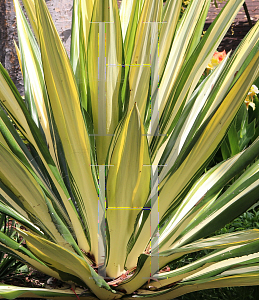 Picture of Furcraea foetida 'Mediopicta'