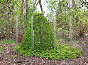 Picture of Acer palmatum 'Ryusen'