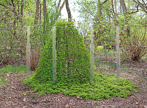 Picture of Acer palmatum 'Ryusen'