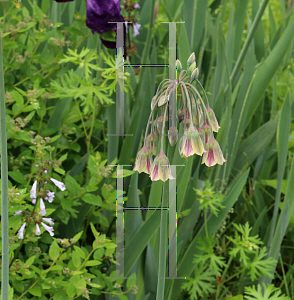 Picture of Nectaroscordum siculum ssp. bulgaricum 