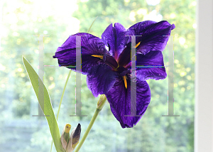 Picture of Iris louisiana hybrids 'Black Gamecock'