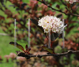 Picture of Physocarpus opulifolius 'Seward(Summer Wine)'