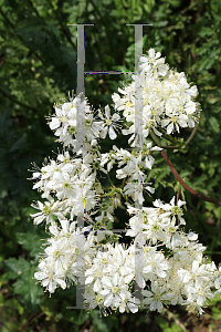 Picture of Filipendula vulgaris 