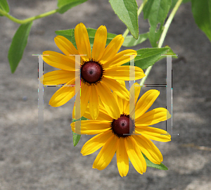 Picture of Rudbeckia hirta 