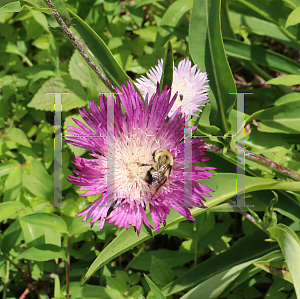 Picture of Stokesia laevis 