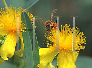 Picture of Hypericum  'Blue Velvet'