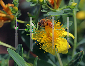 Picture of Hypericum  'Blue Velvet'