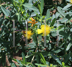 Picture of Hypericum  'Blue Velvet'