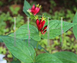 Picture of Spigelia marilandica 