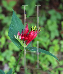 Picture of Spigelia marilandica 