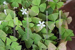 Picture of Oxalis triangularis 