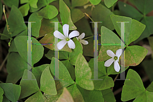 Picture of Oxalis triangularis 