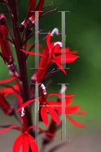 Picture of Lobelia cardinalis 'Black Truffle'