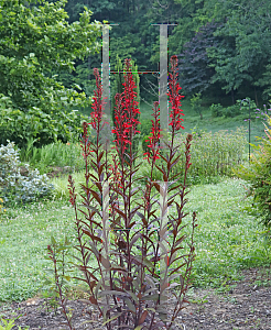 Picture of Lobelia cardinalis 'Black Truffle'