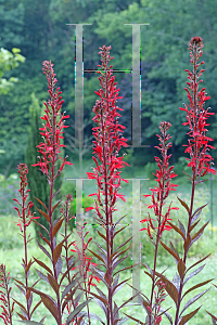 Picture of Lobelia cardinalis 'Black Truffle'