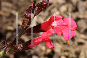 Picture of Salvia greggii 'Coral'