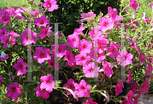 Picture of Petunia x hybrida 'Easy Wave Pink Passion'