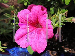 Picture of Petunia x hybrida 'Easy Wave Pink Passion'