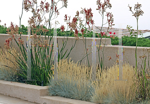 Picture of Festuca glauca 