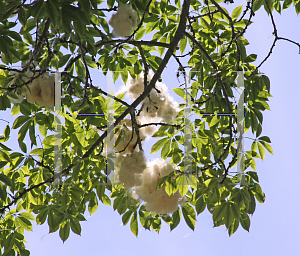 Picture of Ceiba speciosa 