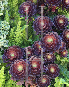 Picture of Aeonium hybridum 'Garnet'