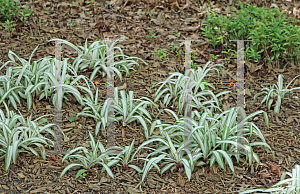 Picture of Carex siderosticha 'Snow Cap'
