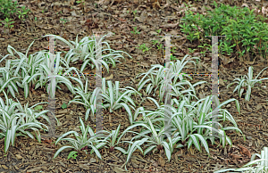 Picture of Carex siderosticha 'Snow Cap'