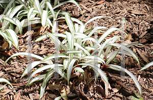 Picture of Carex siderosticha 'Snow Cap'