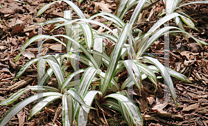 Picture of Carex siderosticha 'Snow Cap'