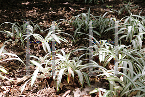 Picture of Carex siderosticha 'Snow Cap'