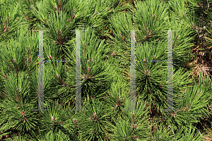 Picture of Pinus heldreichii 'Mint Truffle'