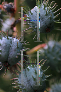 Picture of Ricinus communis 