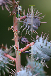 Picture of Ricinus communis 