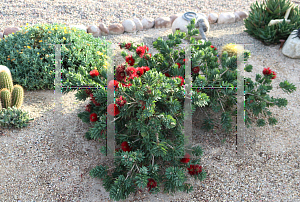 Picture of Callistemon  'Little John'