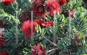 Picture of Callistemon  'Little John'