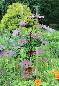 Picture of Ricinus communis 'New Zealand Purple'