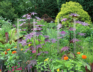 Picture of Ricinus communis 'New Zealand Purple'