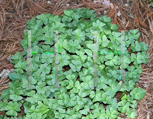 Picture of Oxalis griffithii 