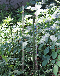 Picture of Amorphophallus kiusianus 