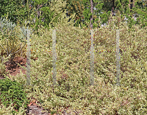 Picture of Myrtus communis 'Compacta Variegata'